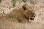 Lion taking a rest
