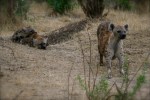 Hyenas
