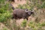 Cape buffalo