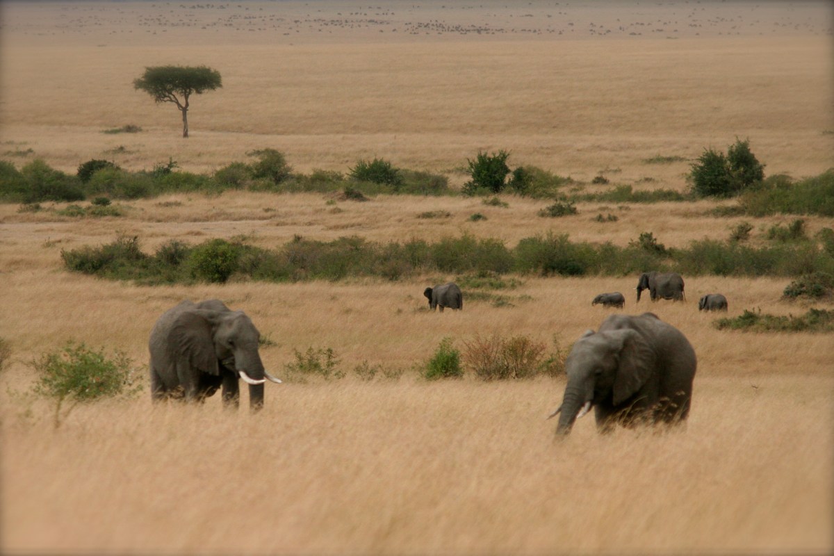 Elephants on the plains