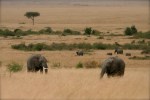 Elephants on the plains