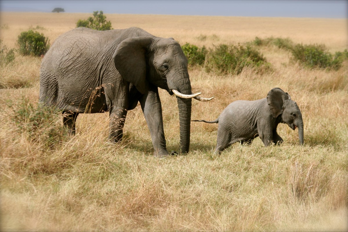 Elephant and baby