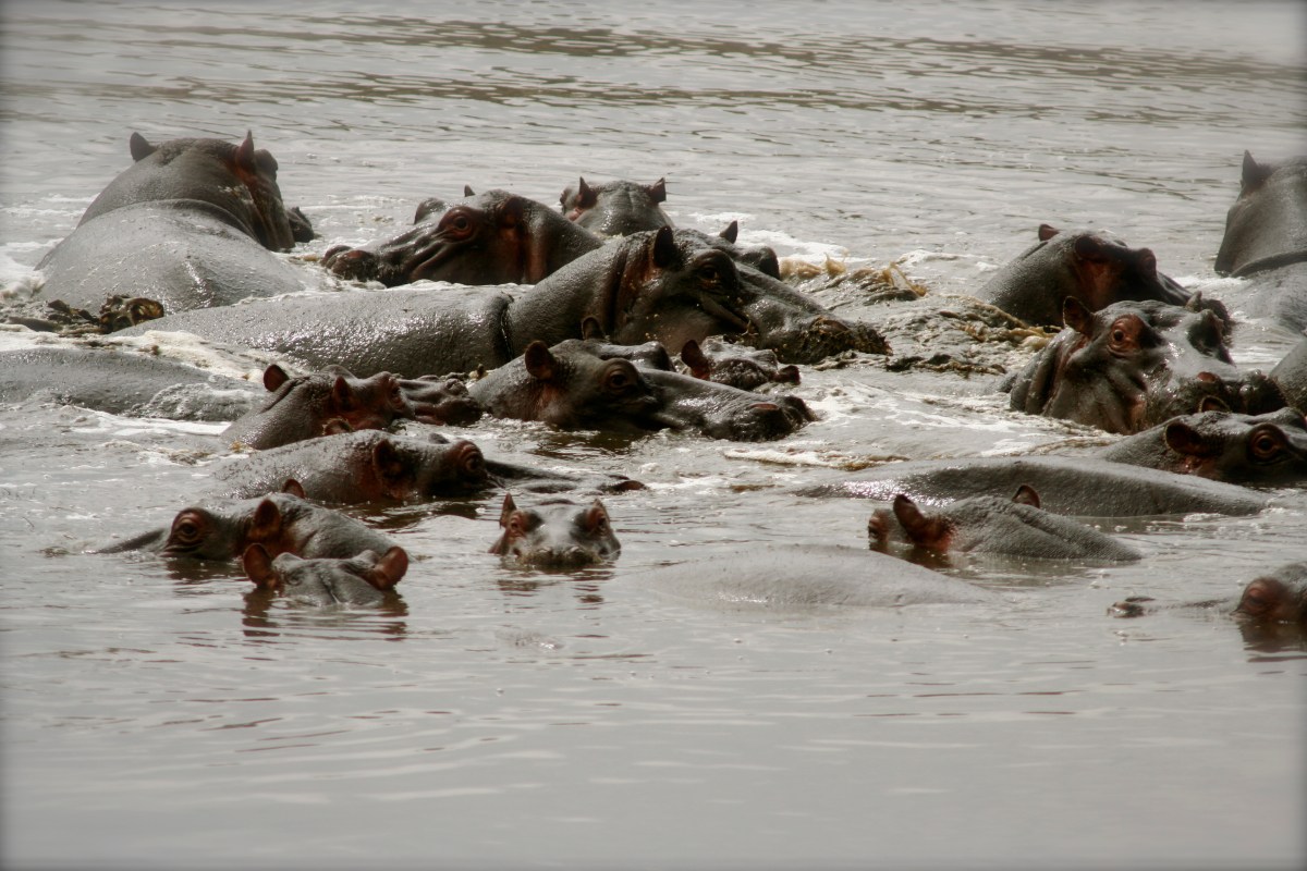 Hippopotamuses