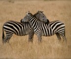Loving zebras