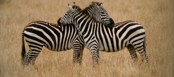 Loving zebras