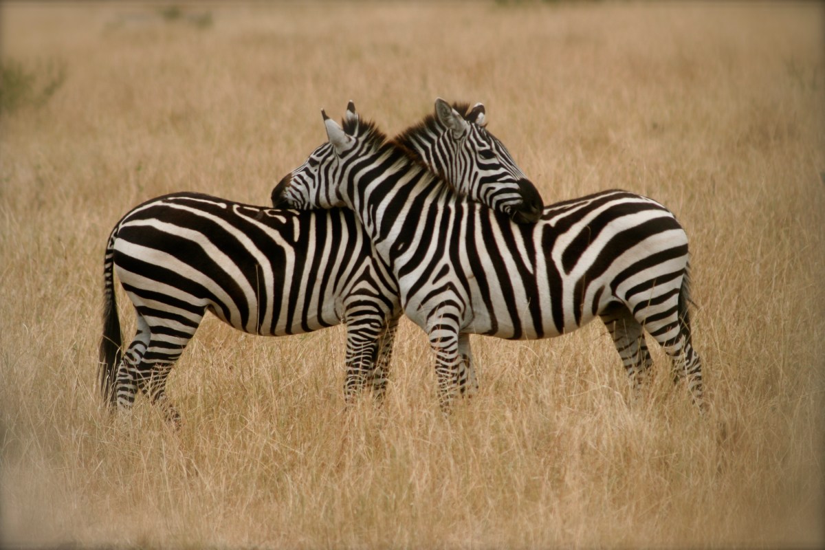Loving zebras