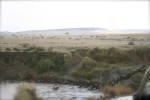 Wildebeests crossing river