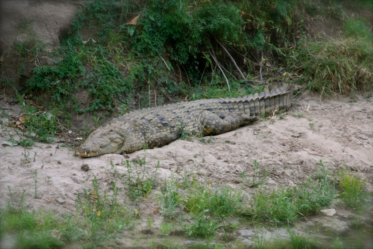 Crocodile