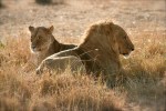 Lion and lioness on honeymoon