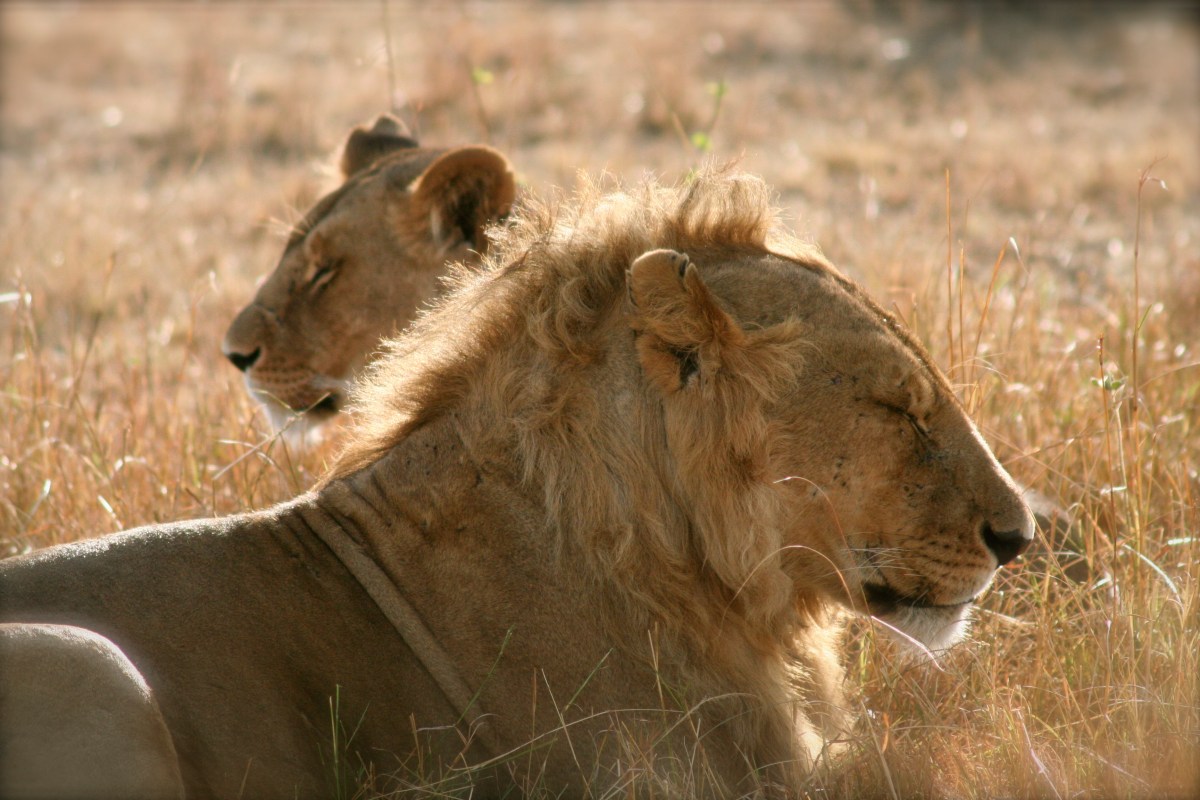 Lion and lioness