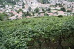 Prosecco vines