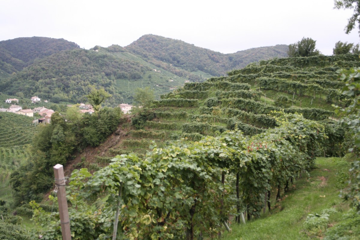 Vines on a hillside