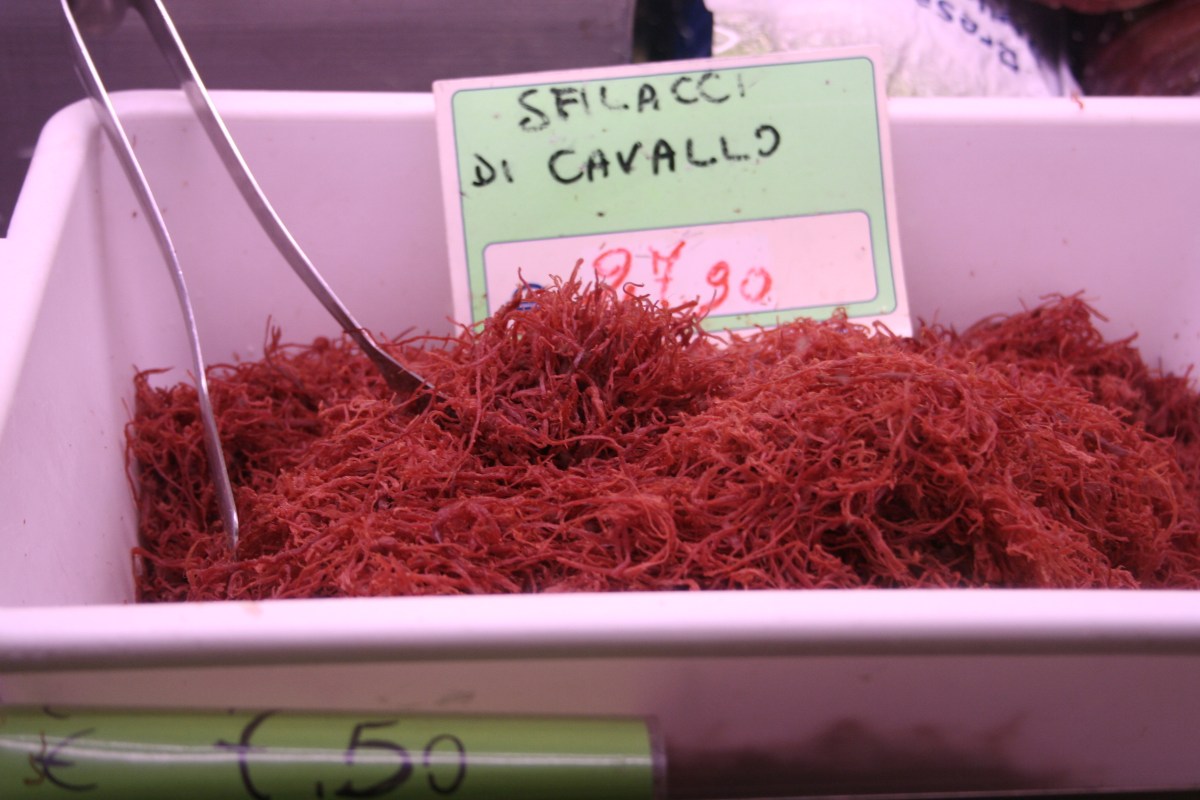 Sfilacci Di Cavallo