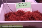 Sfilacci Di Cavallo